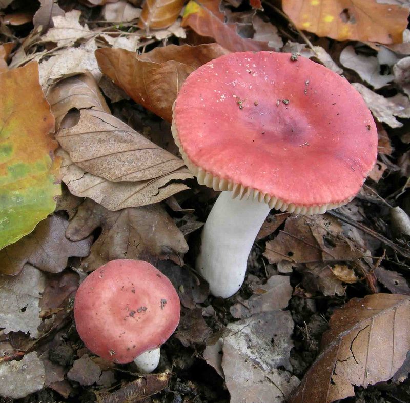 Russula roseicolor